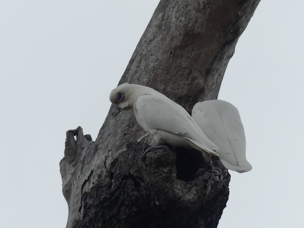 Little x Long-billed Corella (hybrid) - ML610948763