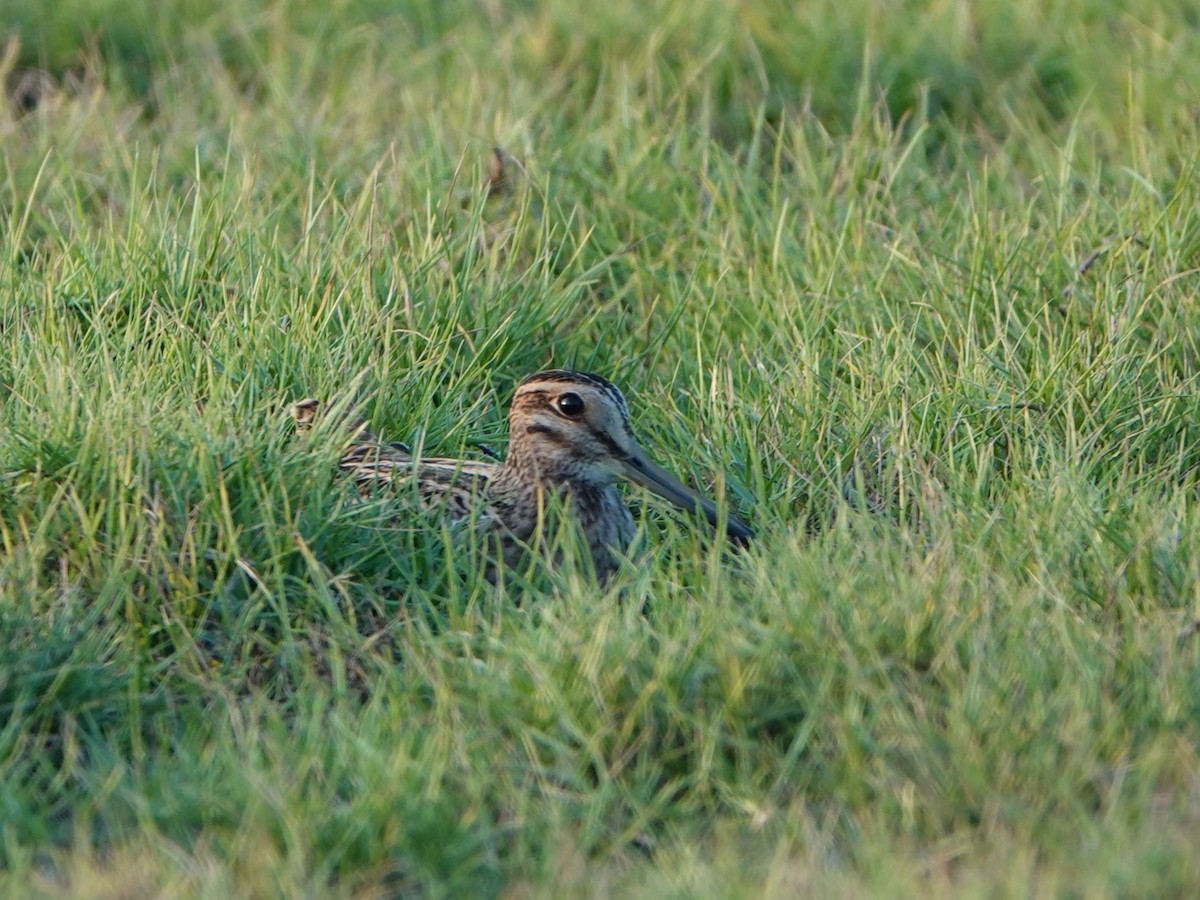 Pin-tailed Snipe - ML610948785