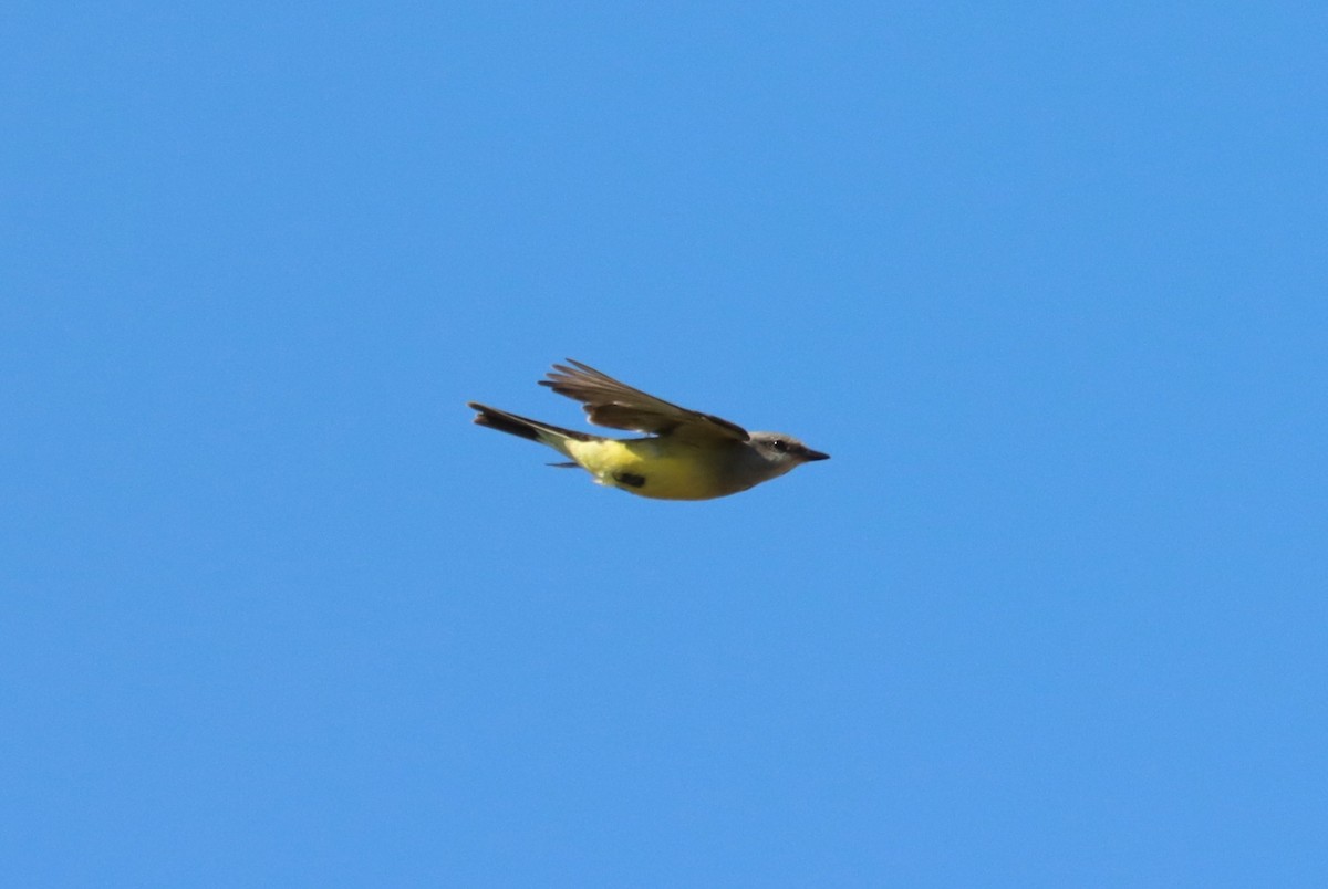 Western Kingbird - ML610948811