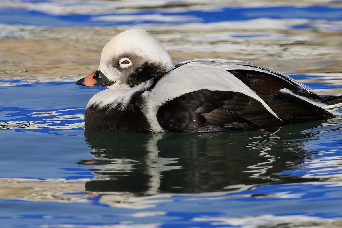 Long-tailed Duck - Steven  Thompson