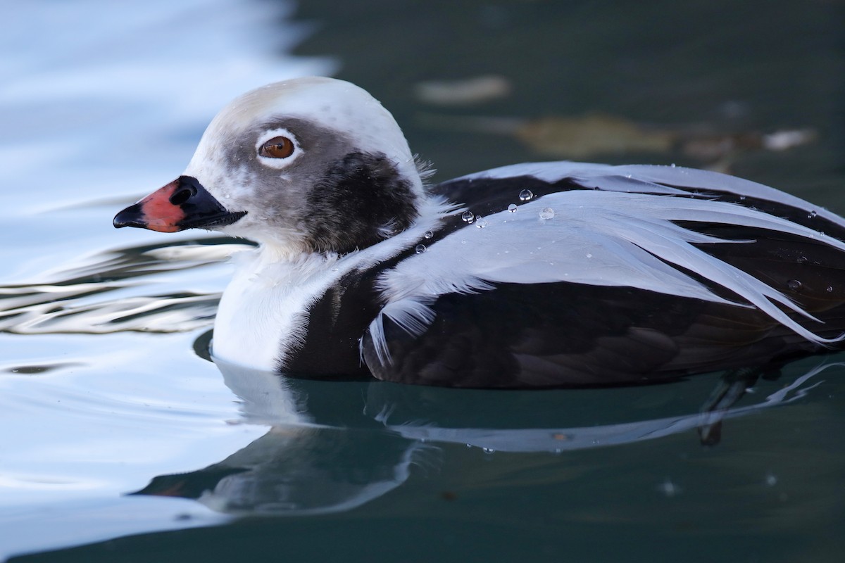 Long-tailed Duck - Steven  Thompson