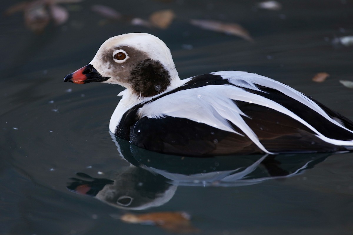 Long-tailed Duck - Steven  Thompson