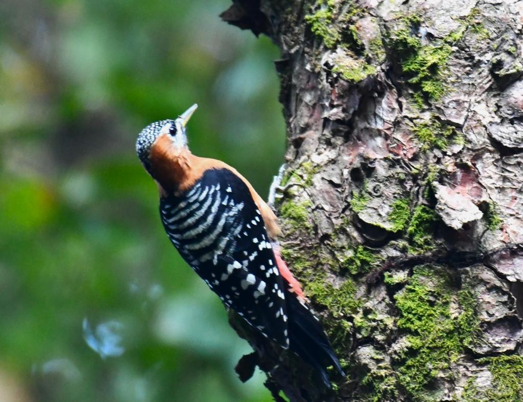 Rufous-bellied Woodpecker - ML610948844
