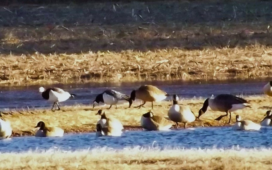 Barnacle Goose - Brant Julius