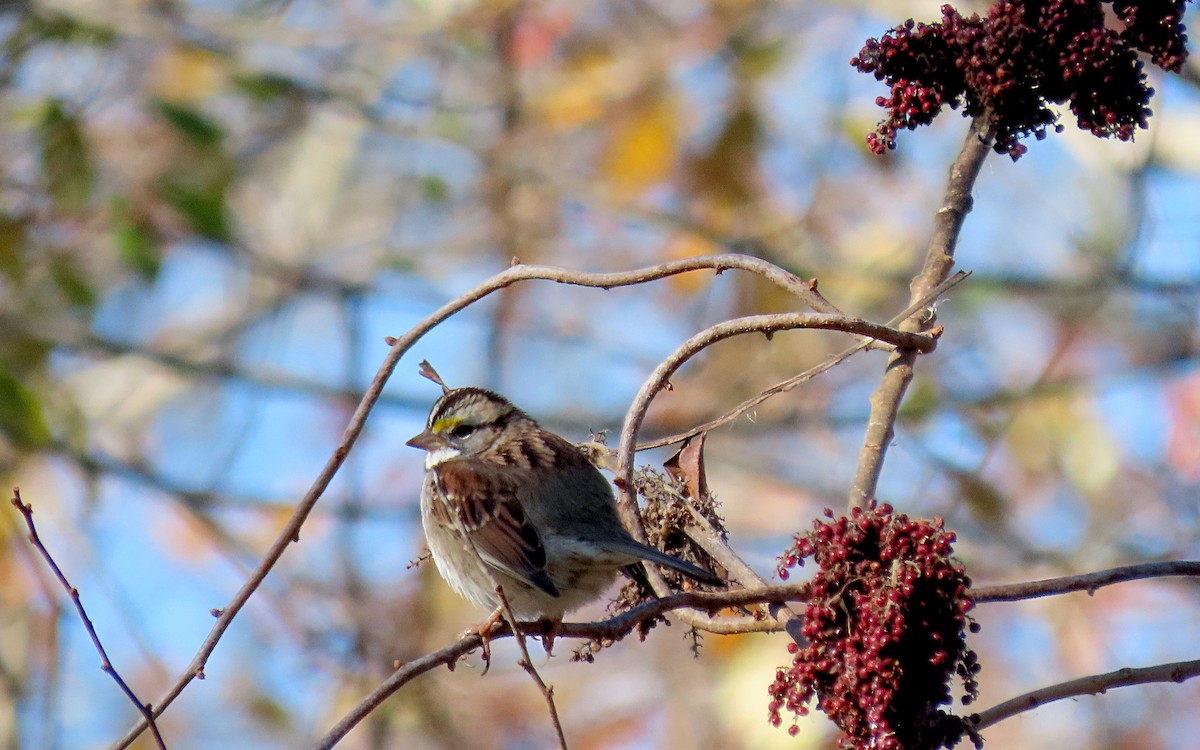 White-throated Sparrow - ML610948982
