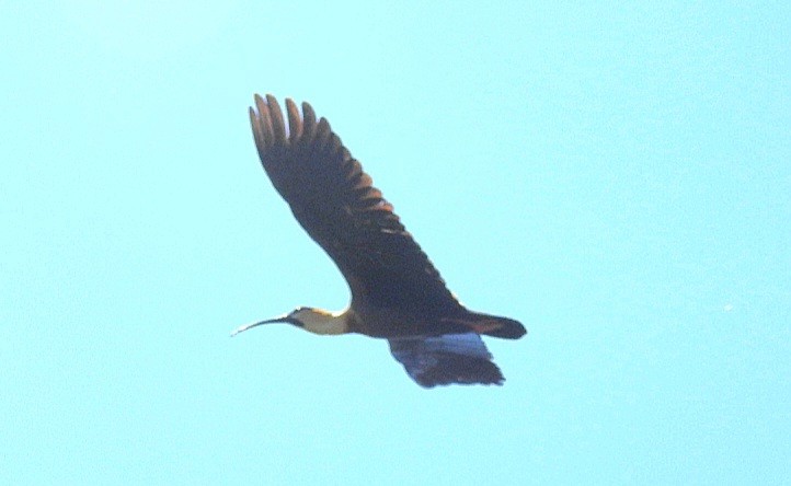 ibis bělokřídlý - ML610948986