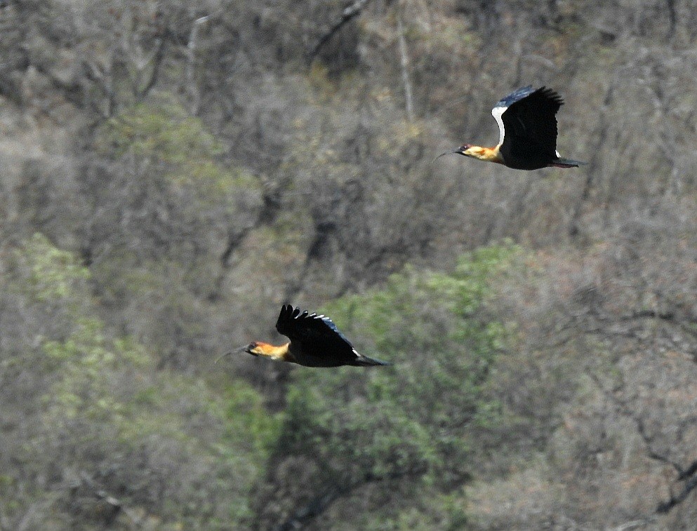ibis bělokřídlý - ML610948987