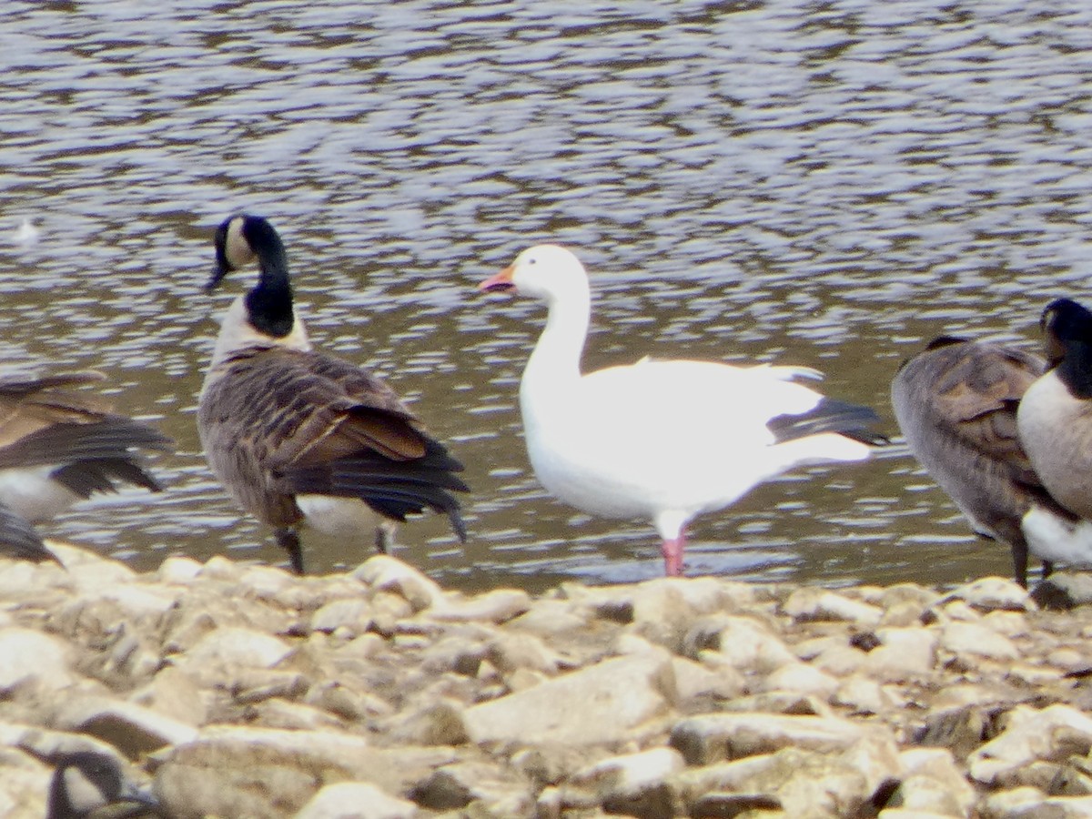 Snow Goose - Aaron Keating