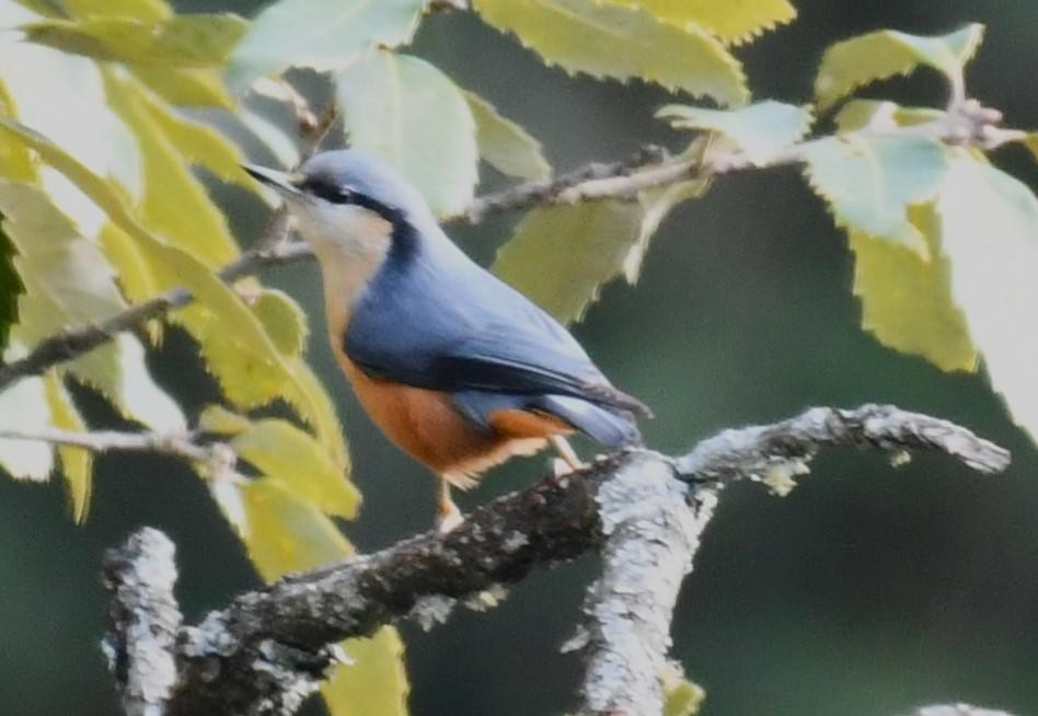 White-tailed Nuthatch - ML610949007