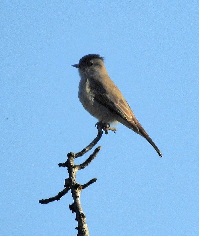 Crowned Slaty Flycatcher - ML610949098