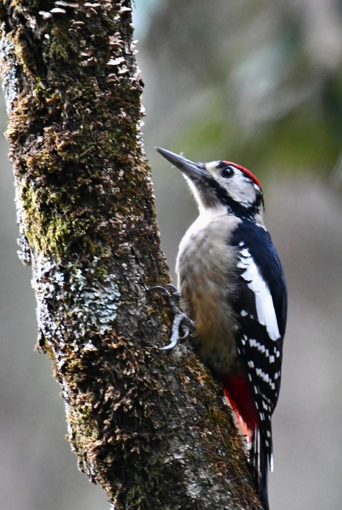 Himalayan Woodpecker - ML610949108
