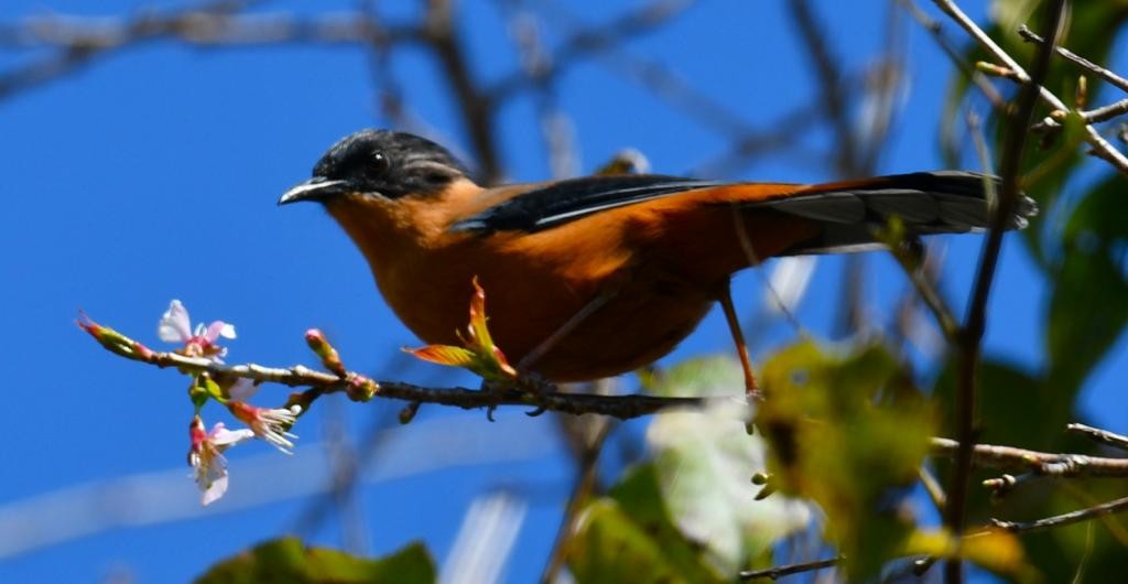 Rufous Sibia - ML610949120