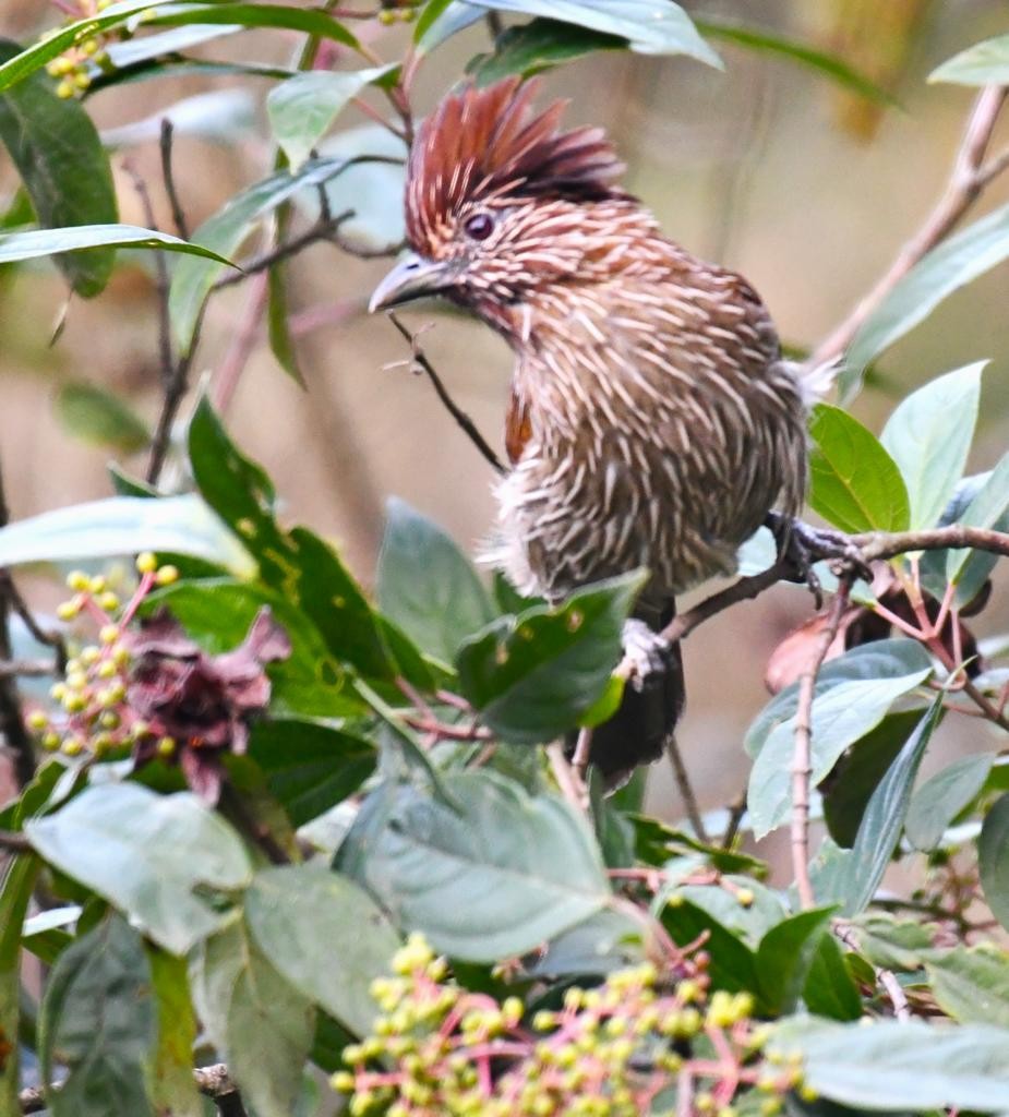 Striated Laughingthrush - ML610949212