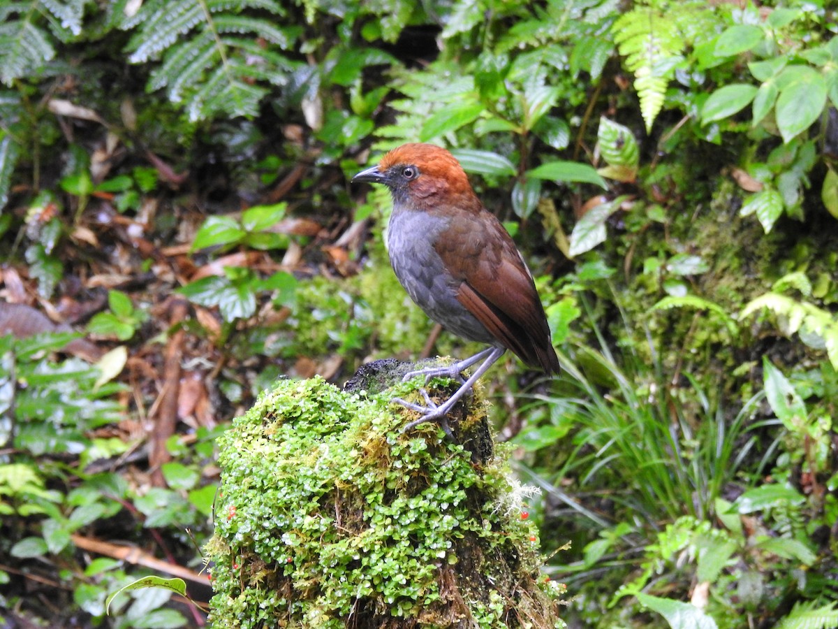 Chestnut-naped Antpitta - Ken Endersen