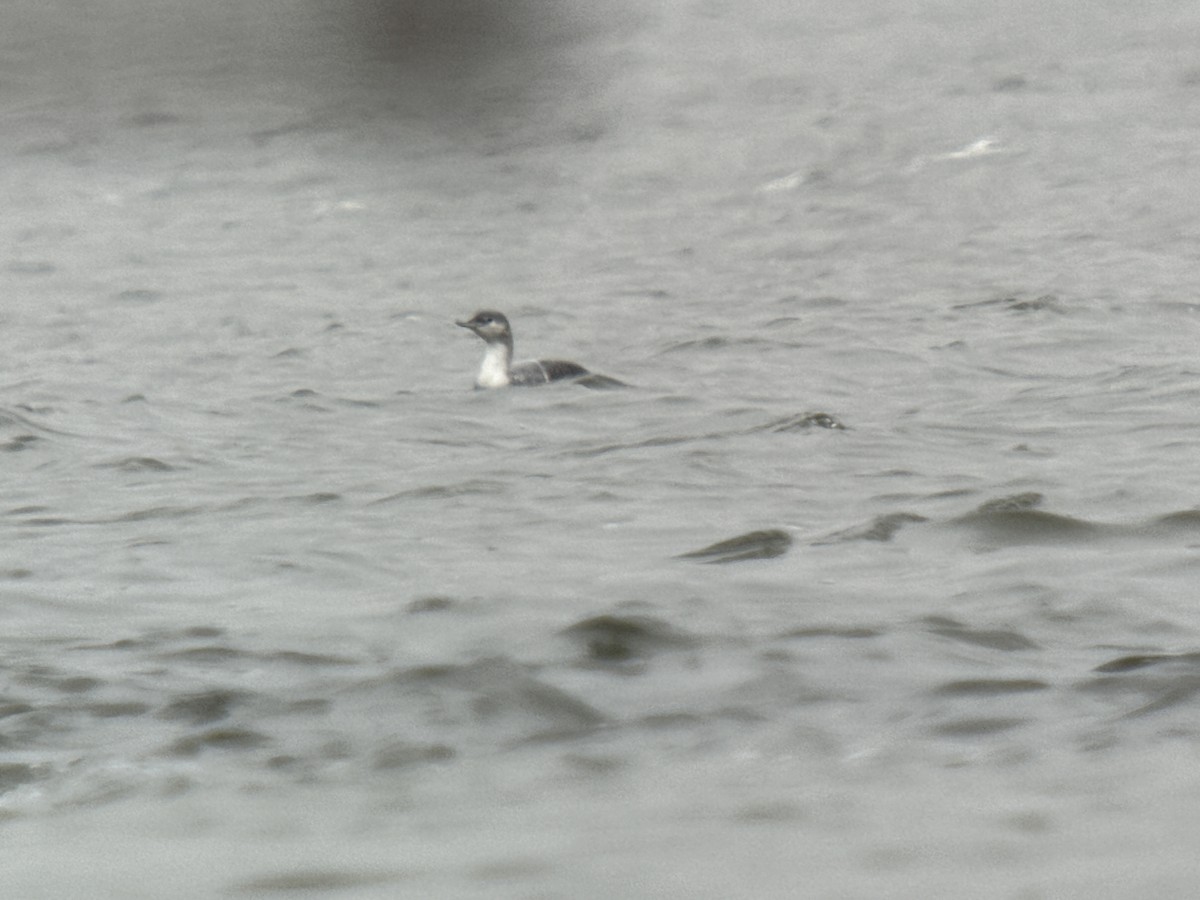 Red-throated Loon - ML610949297