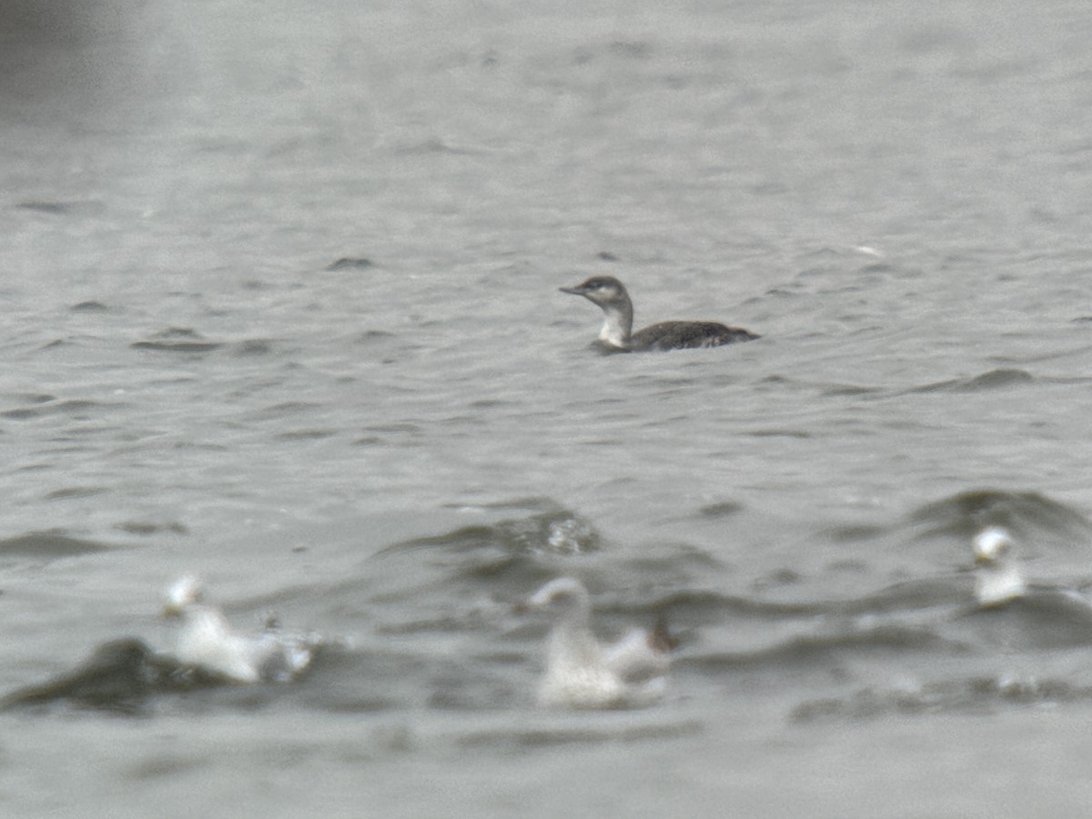 Red-throated Loon - ML610949298