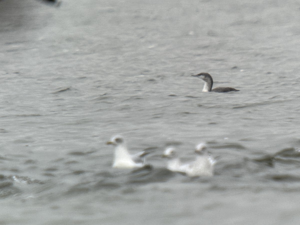 Red-throated Loon - ML610949299