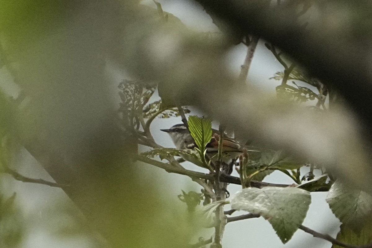 Rufous-winged Tyrannulet - Christopher Carlson