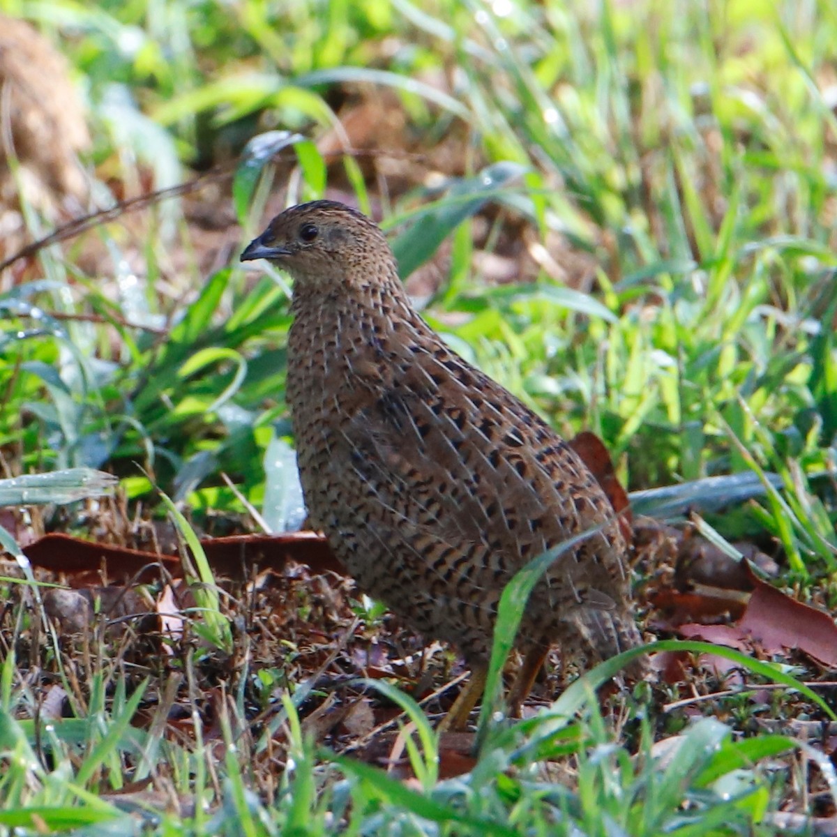 Brown Quail - ML610949344