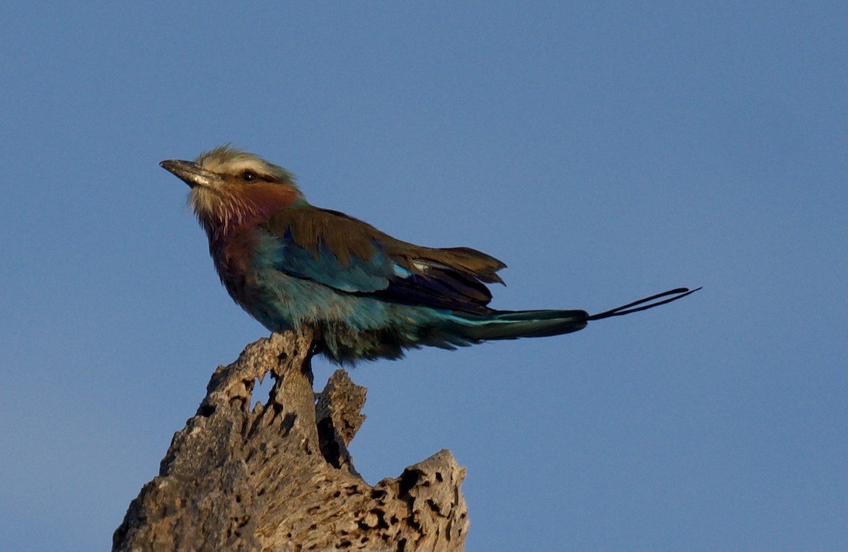 Lilac-breasted Roller - ML610949348