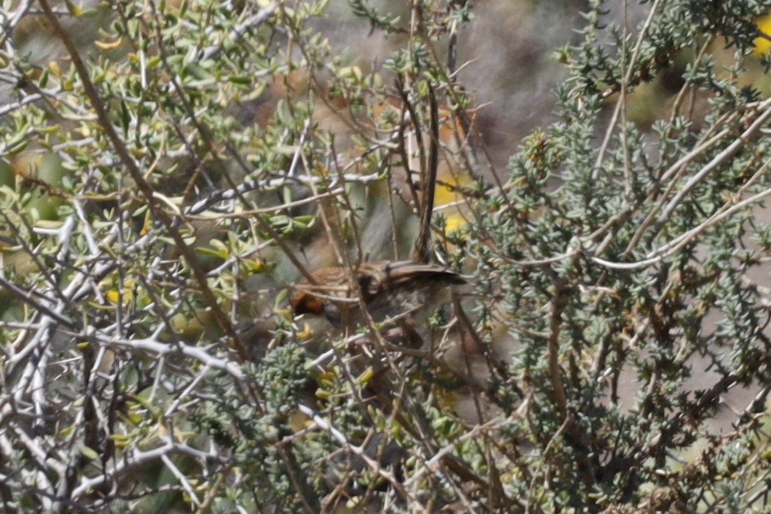 Rufous-eared Warbler - ML610949374