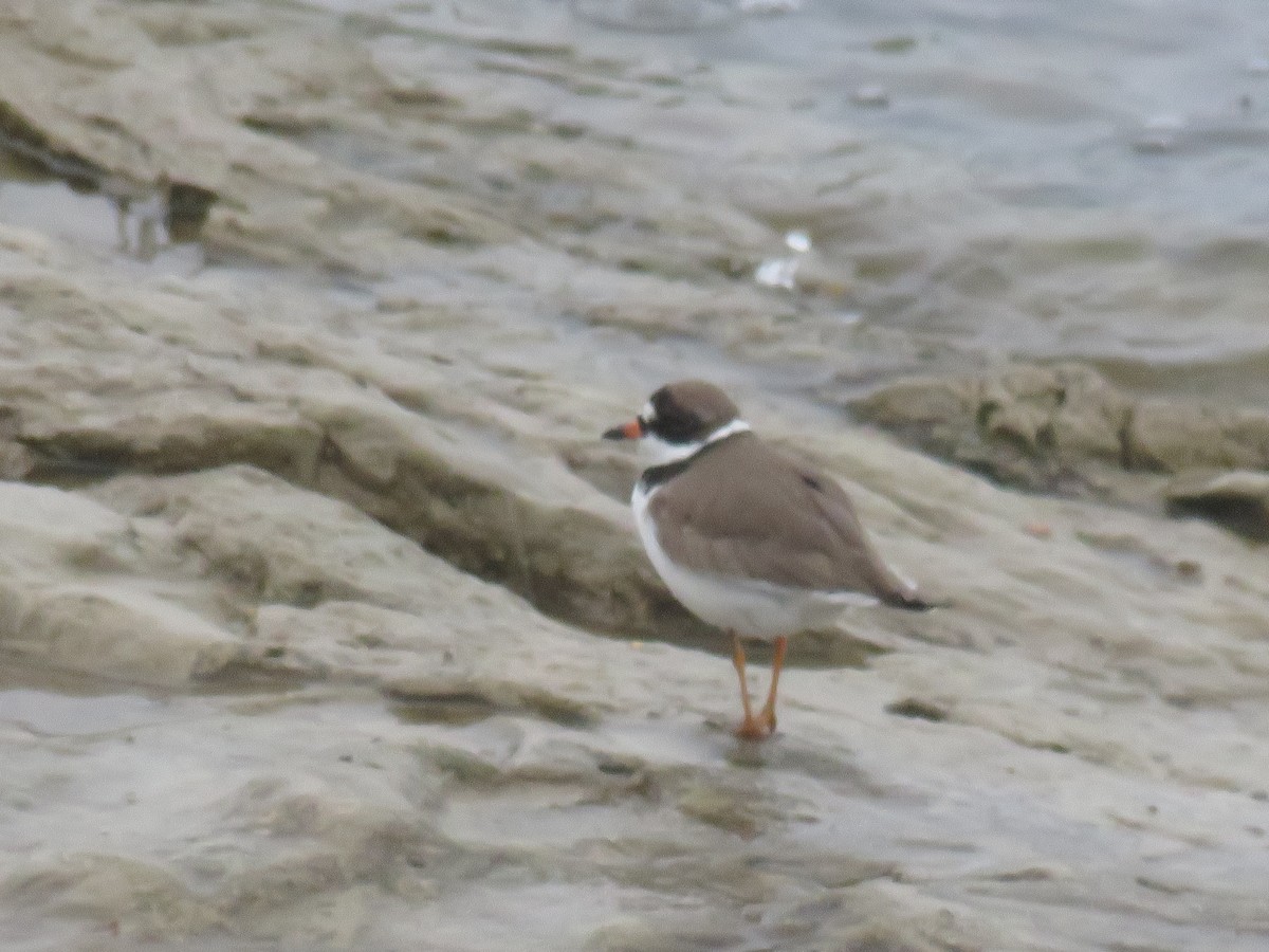 Semipalmated Plover - ML610949393