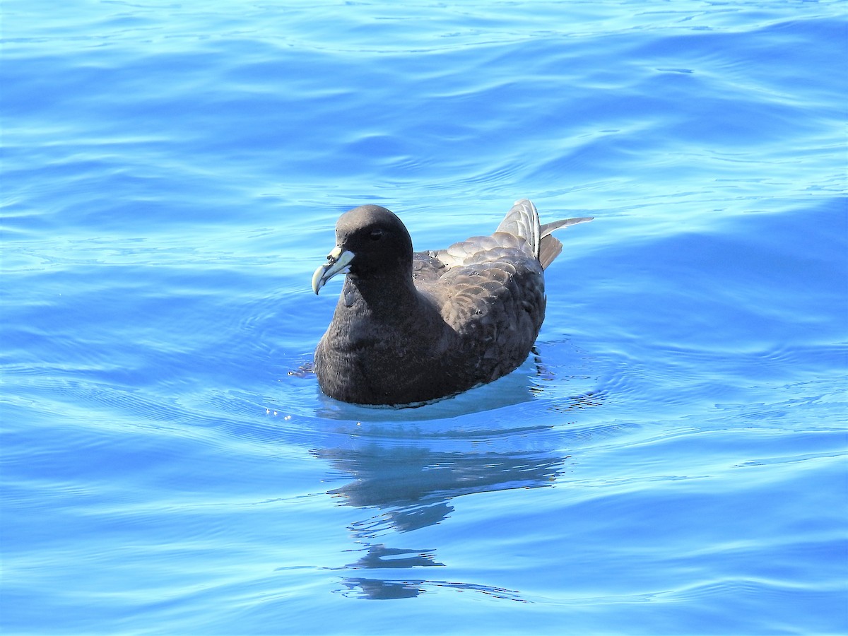 White-chinned Petrel - ML610949503