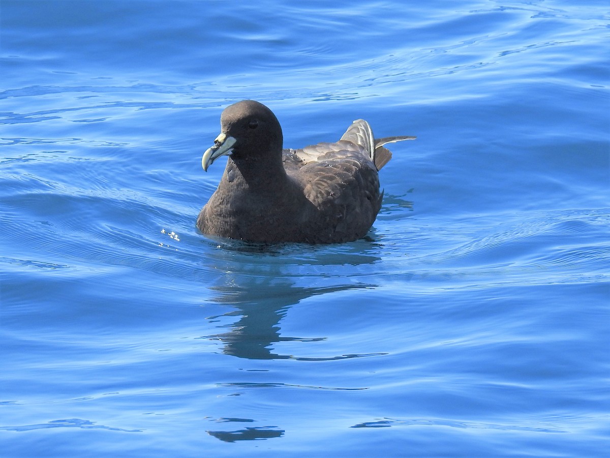 White-chinned Petrel - ML610949504