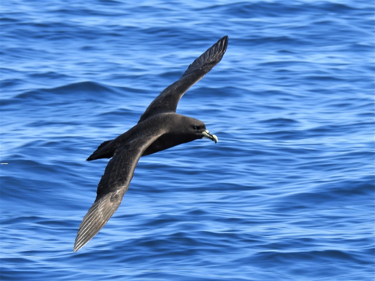 White-chinned Petrel - ML610949505