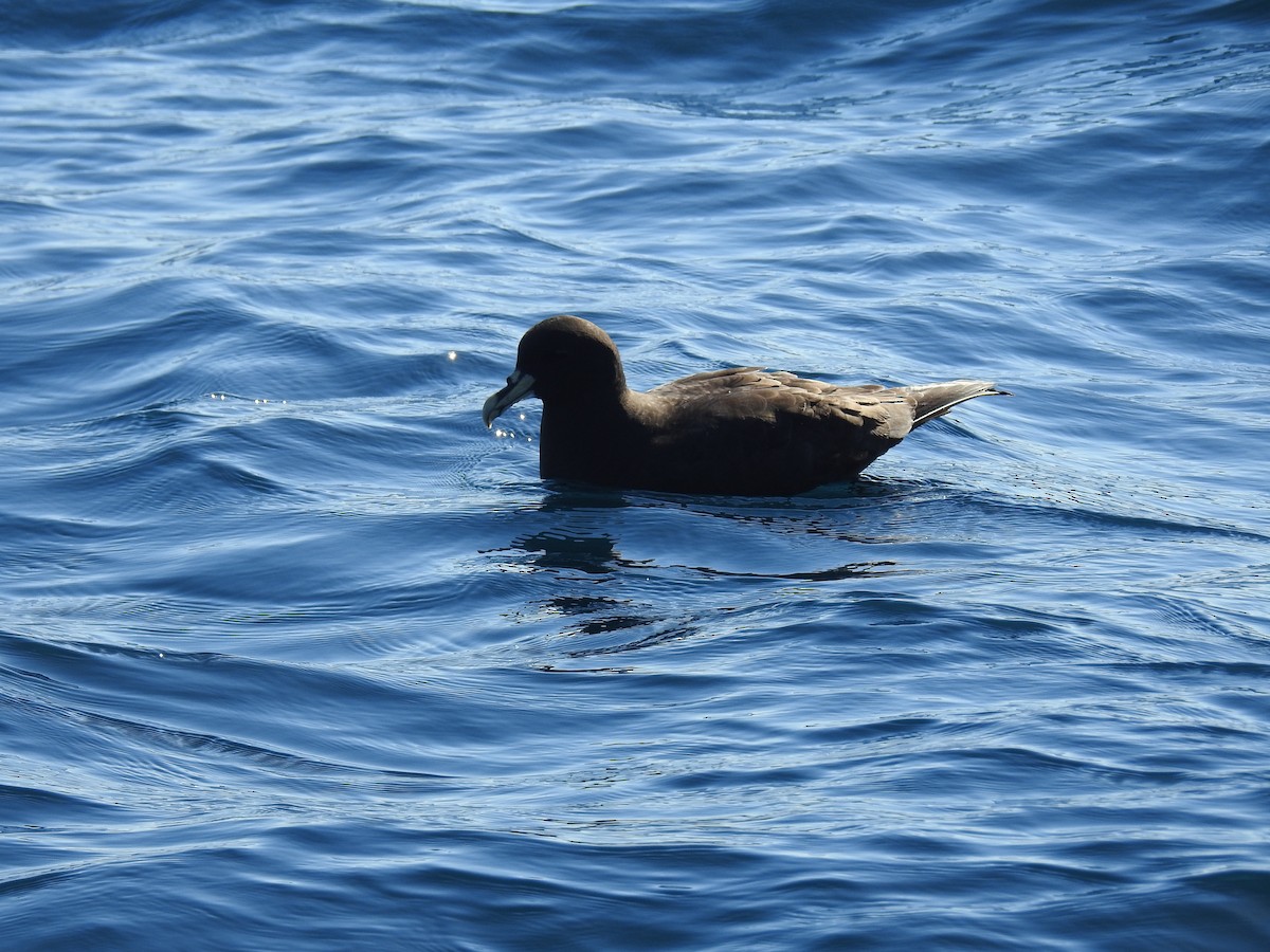 White-chinned Petrel - ML610949506