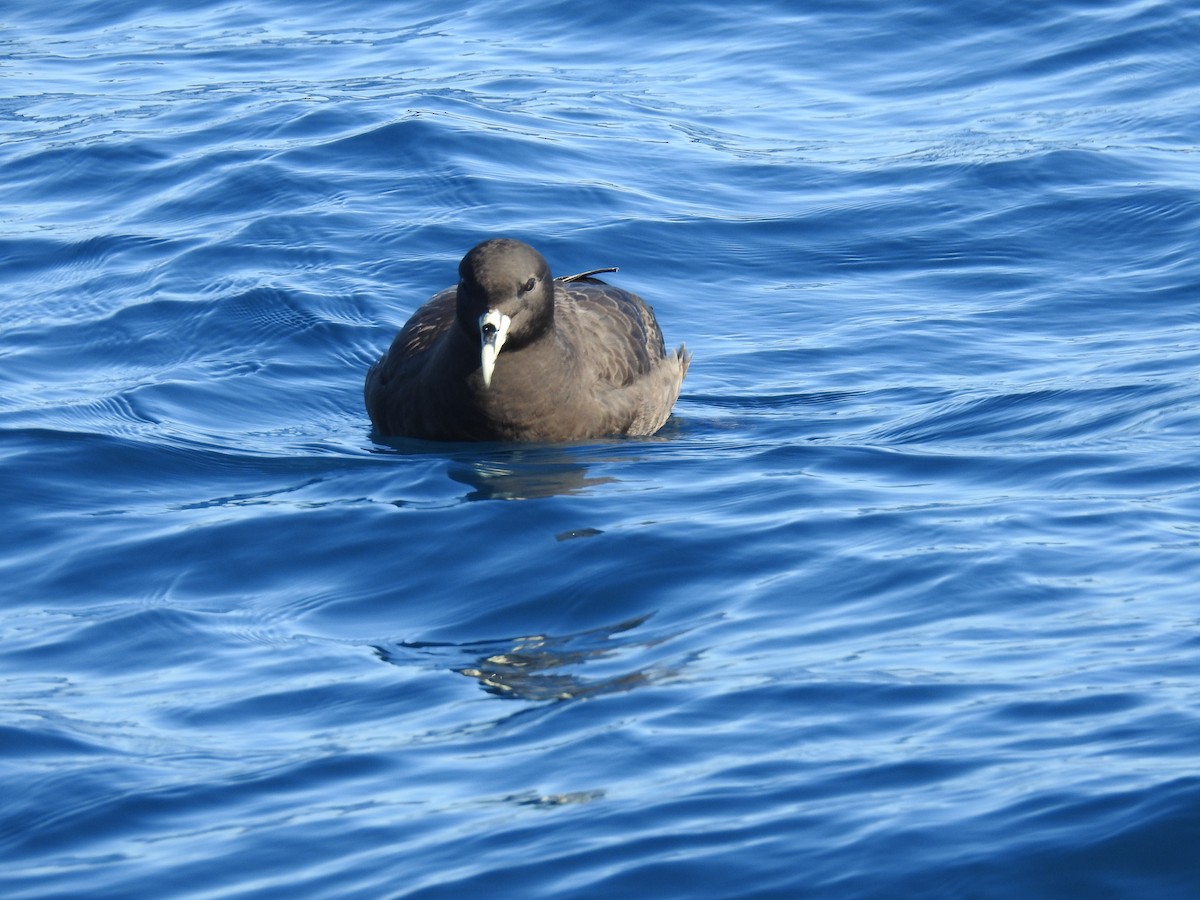 White-chinned Petrel - ML610949507