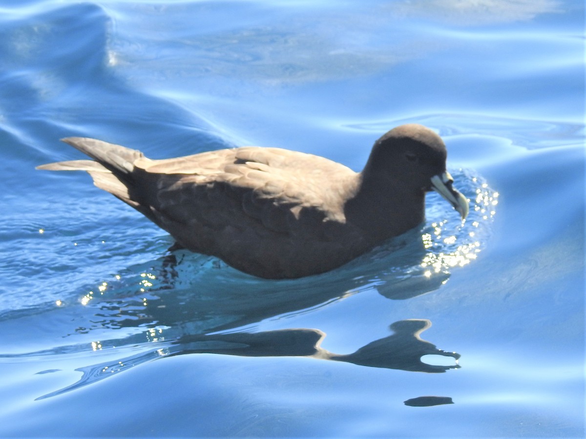 White-chinned Petrel - ML610949508