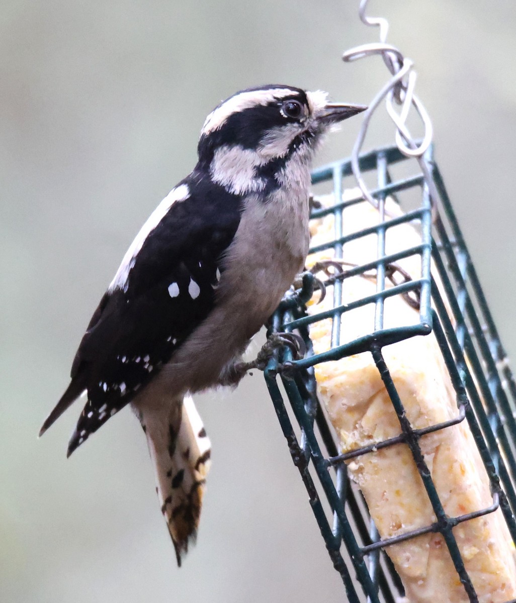 Downy Woodpecker - Walter Thorne