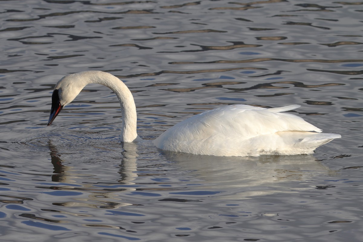 Trumpeter Swan - ML610949532