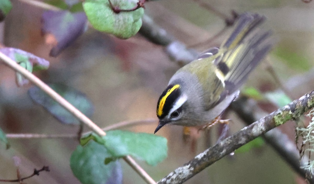 Roitelet à couronne dorée - ML610949575