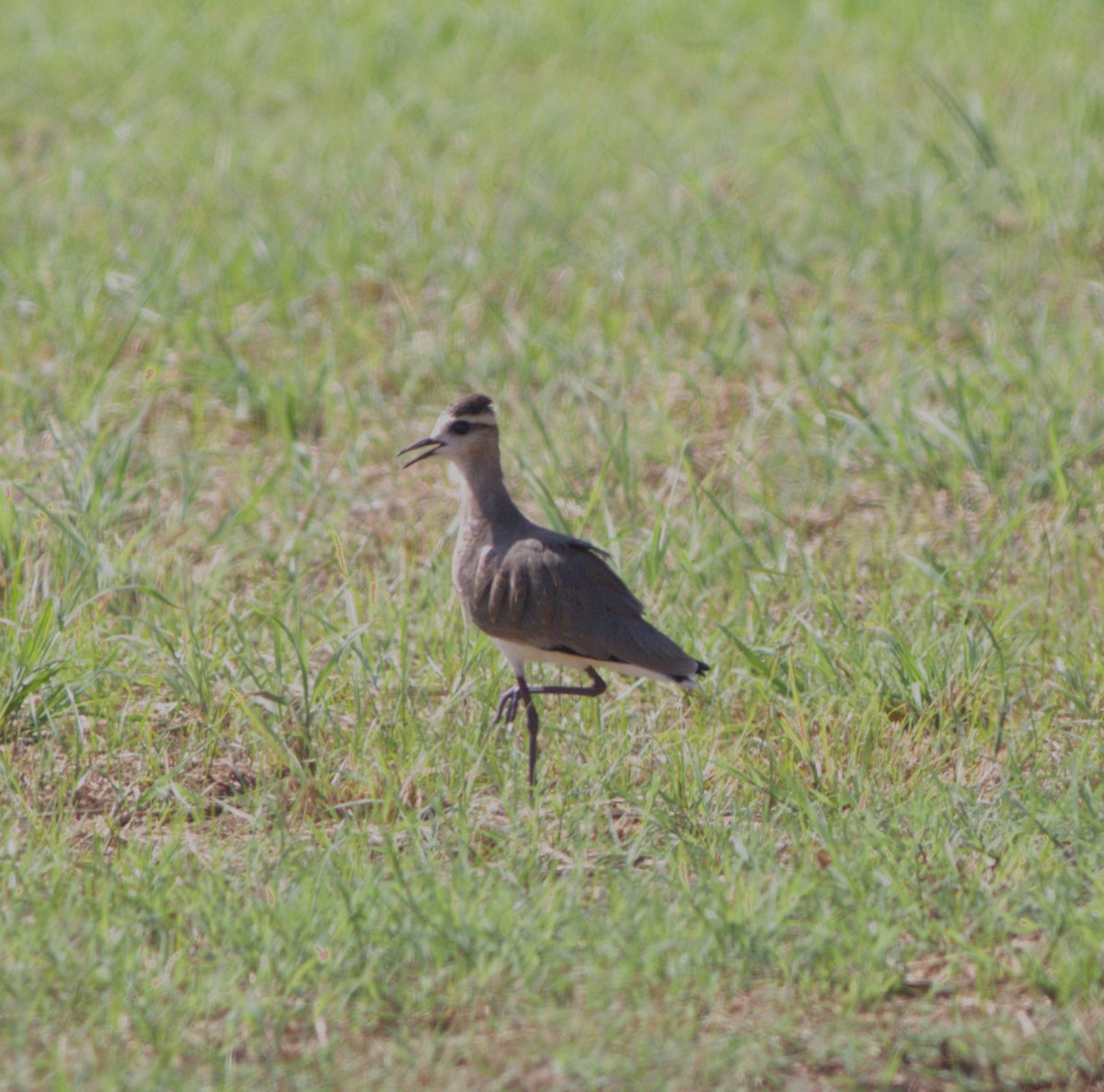 Sociable Lapwing - ML610949585