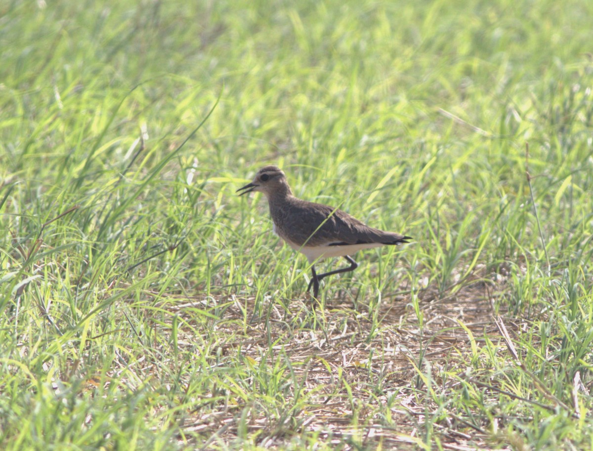 Sociable Lapwing - ML610949586