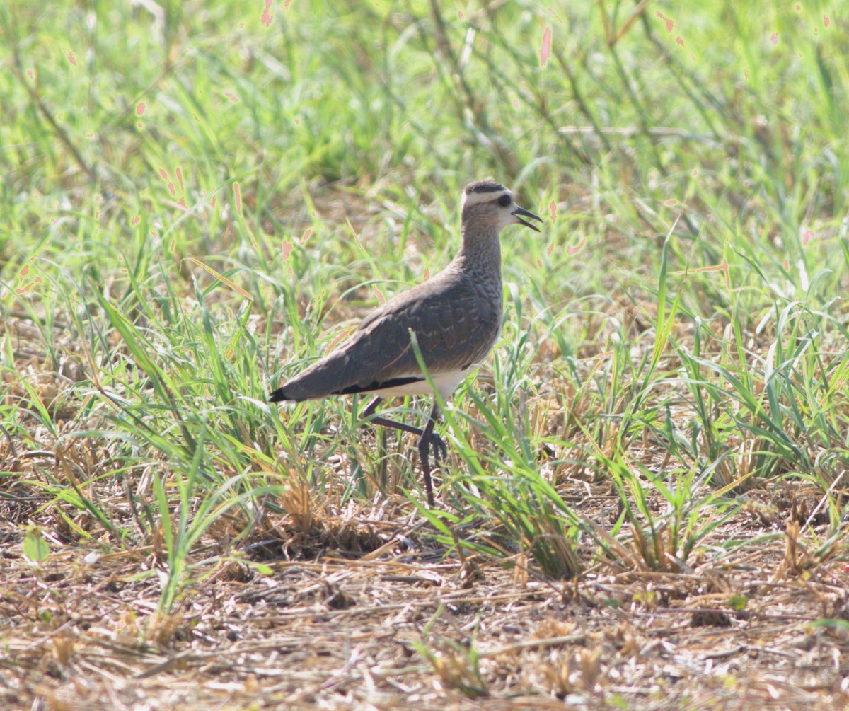 Sociable Lapwing - ML610949587