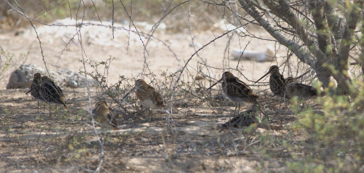 Common Snipe - ML610949628