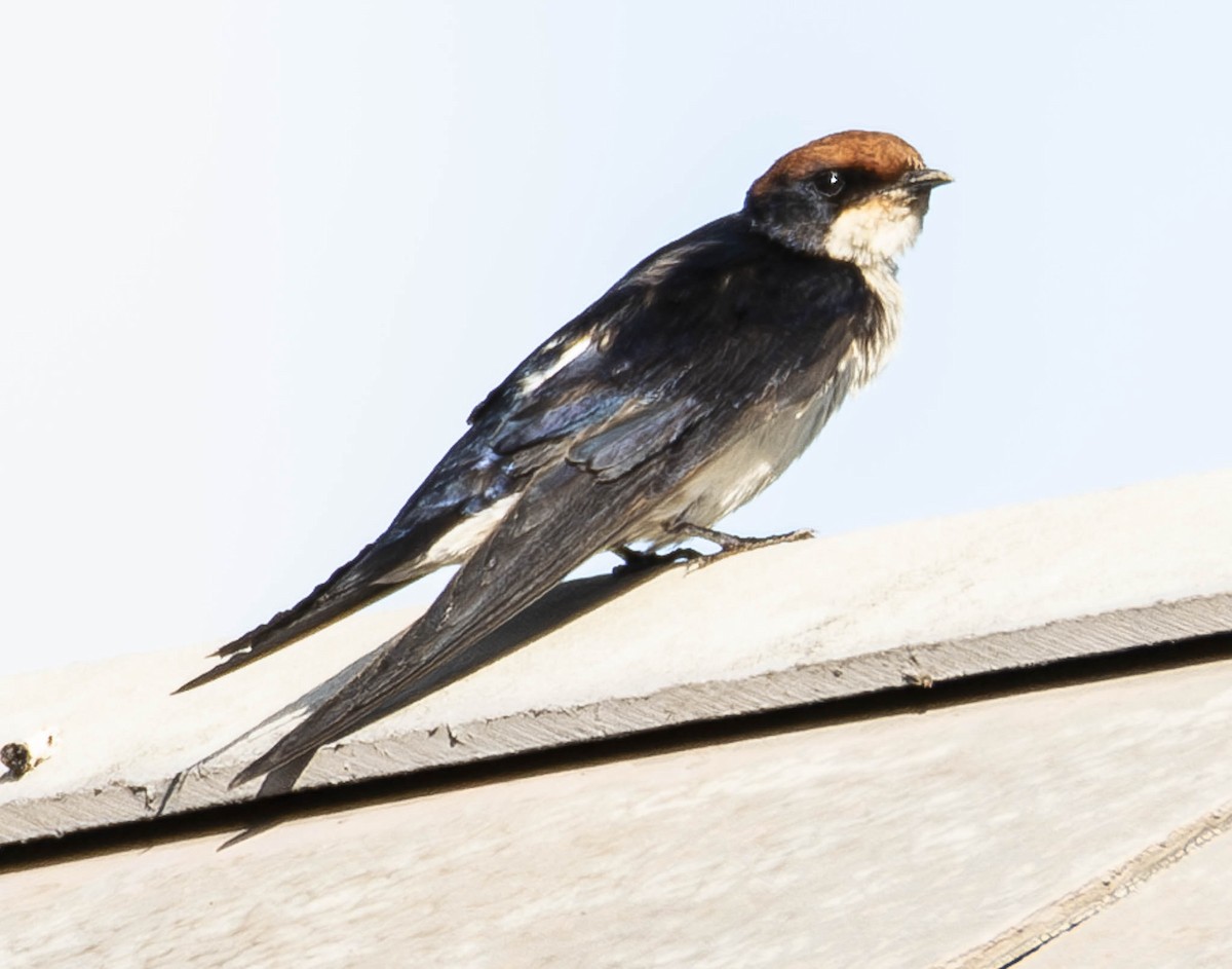 Wire-tailed Swallow - ML610949650