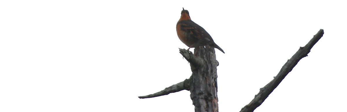 Varied Thrush - ML610949651