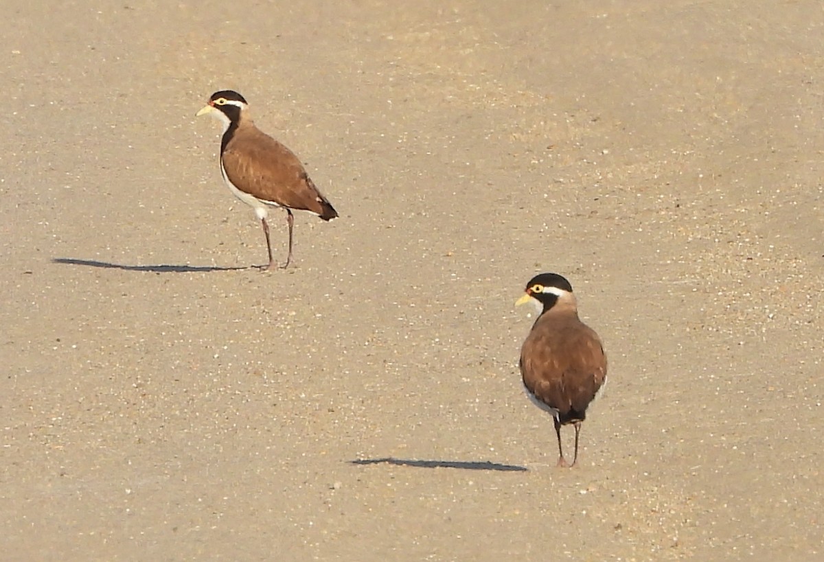 Banded Lapwing - ML610949652