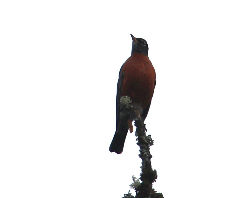 American Robin - Walter Thorne