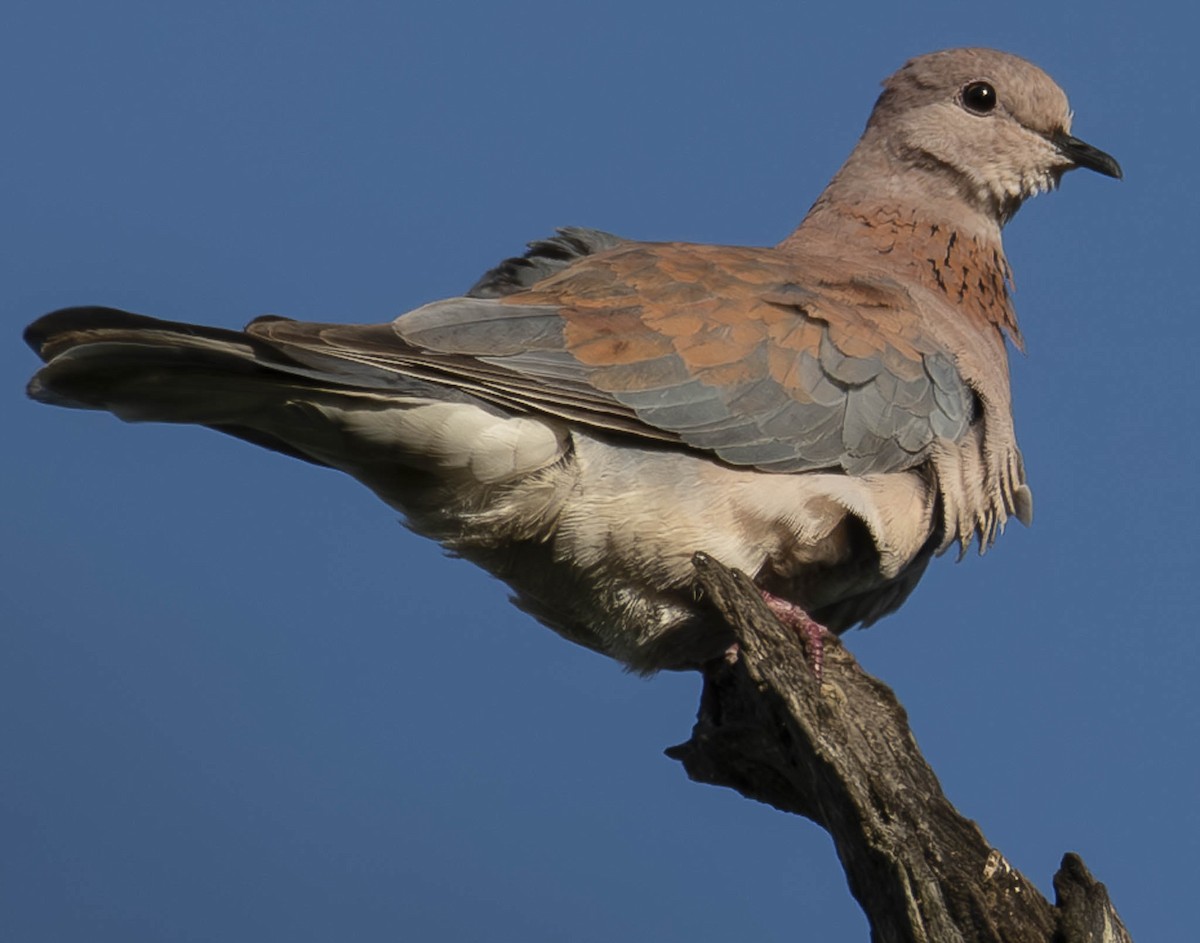 Laughing Dove - A Huang Winoto