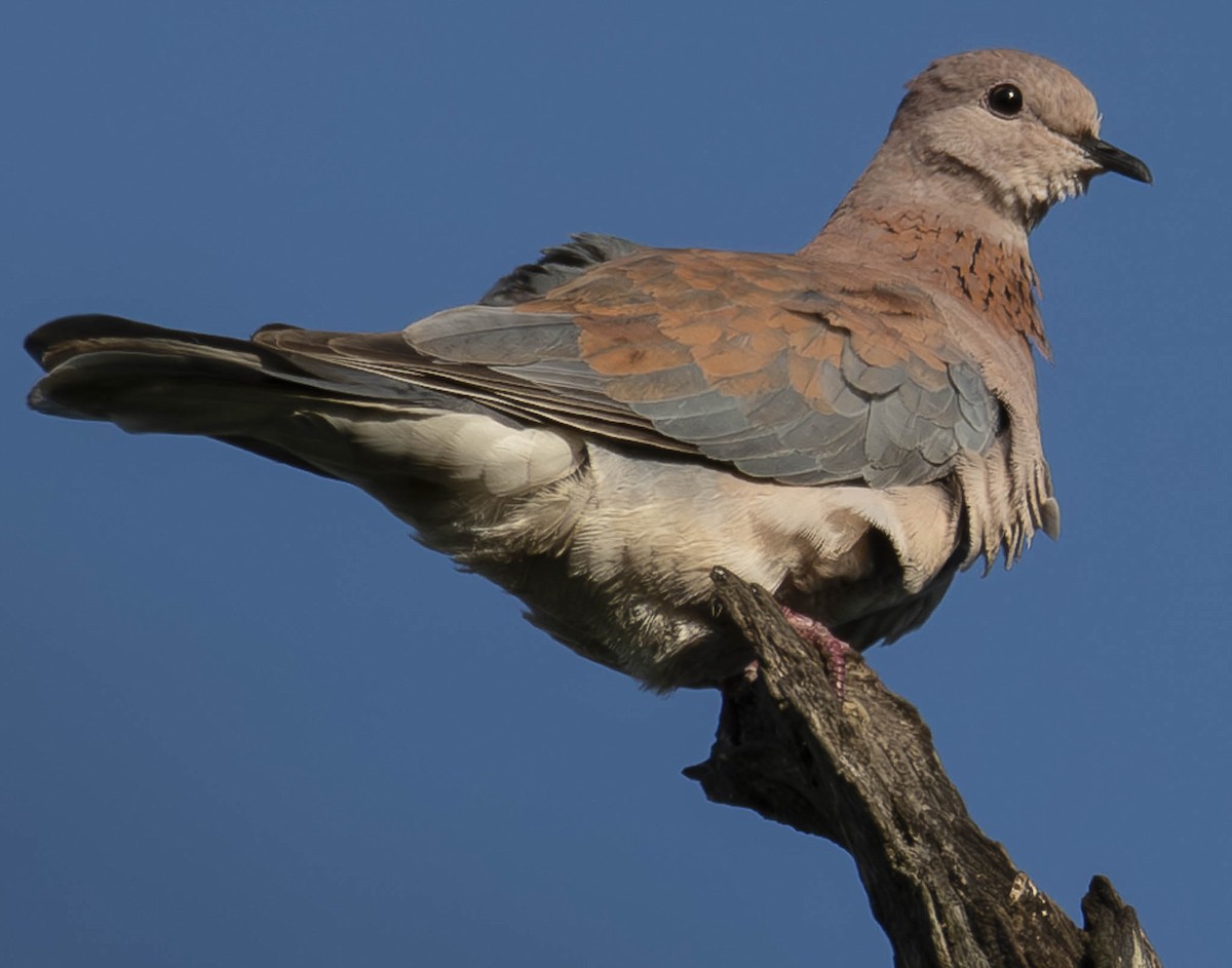 Tórtola Senegalesa - ML610949669