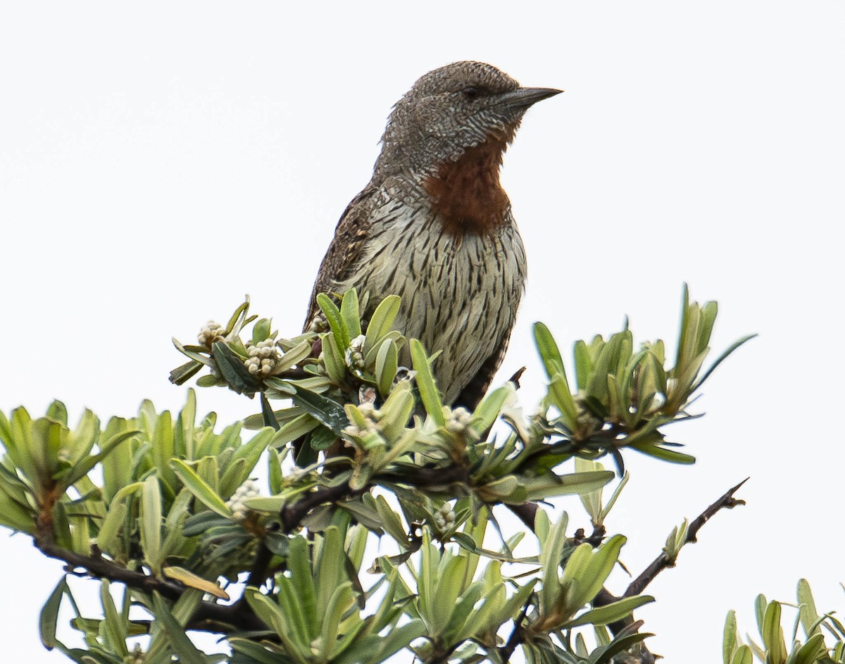 Rufous-necked Wryneck - ML610949768