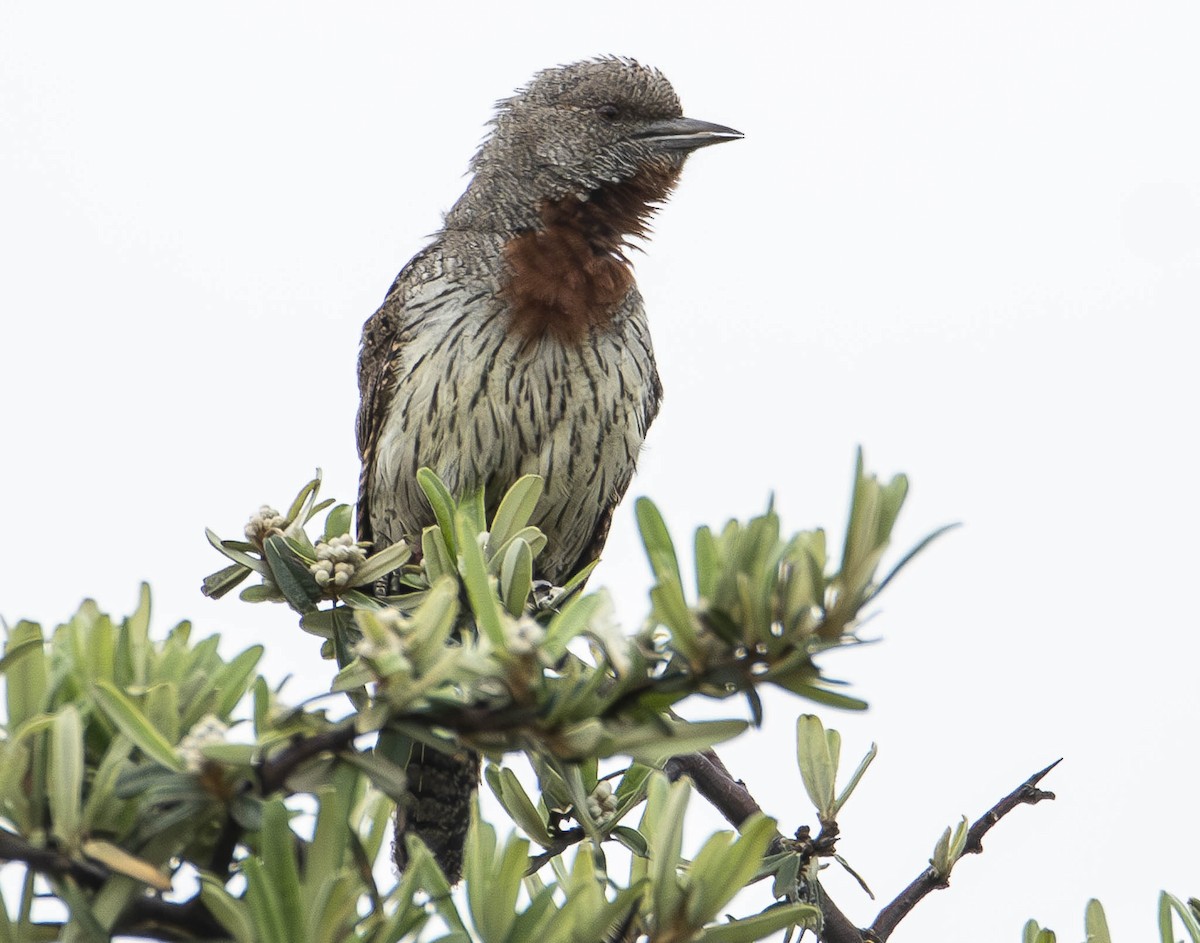 Rufous-necked Wryneck - ML610949769