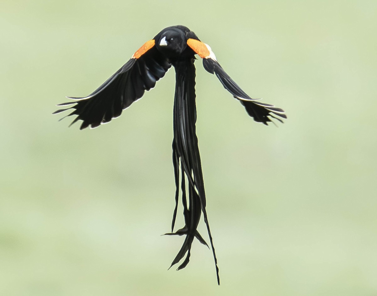 Long-tailed Widowbird - ML610949780