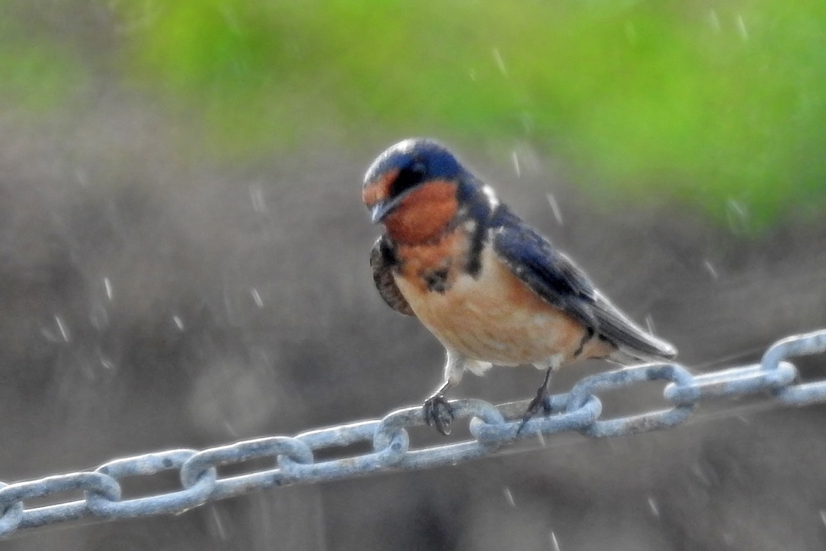 Barn Swallow - Steve Raduns