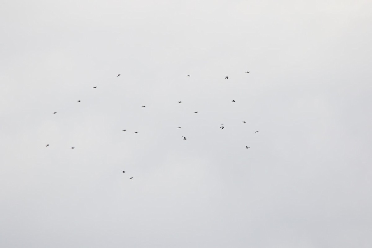 Franklin's Gull - ML610949851